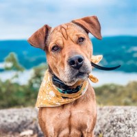 The Knotty Dog Life – Inspiring Balance and Confidence for Knotty Dogs